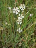 Silene bupleuroides