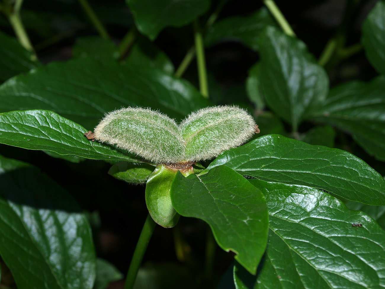 Image of Paeonia wittmanniana specimen.