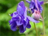 Aquilegia vulgaris