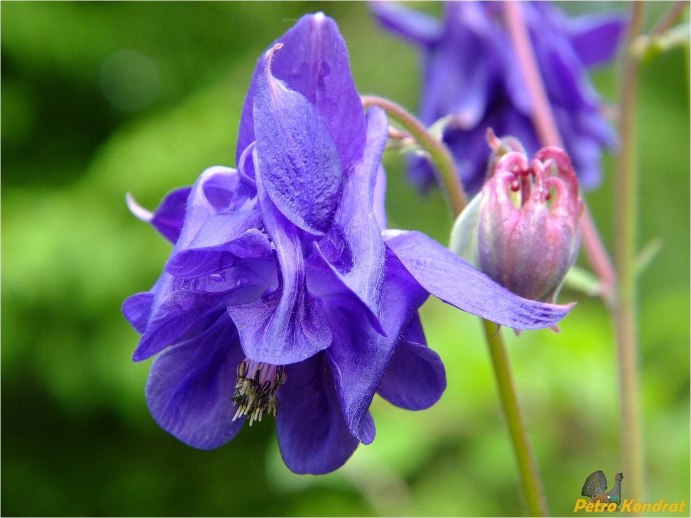 Изображение особи Aquilegia vulgaris.