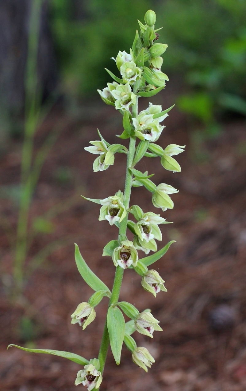 Image of Epipactis krymmontana specimen.