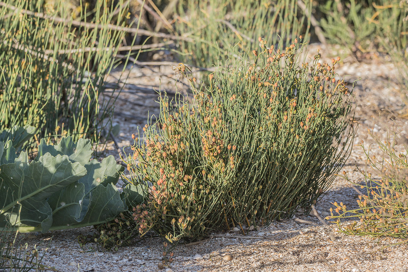 Image of Ephedra distachya specimen.