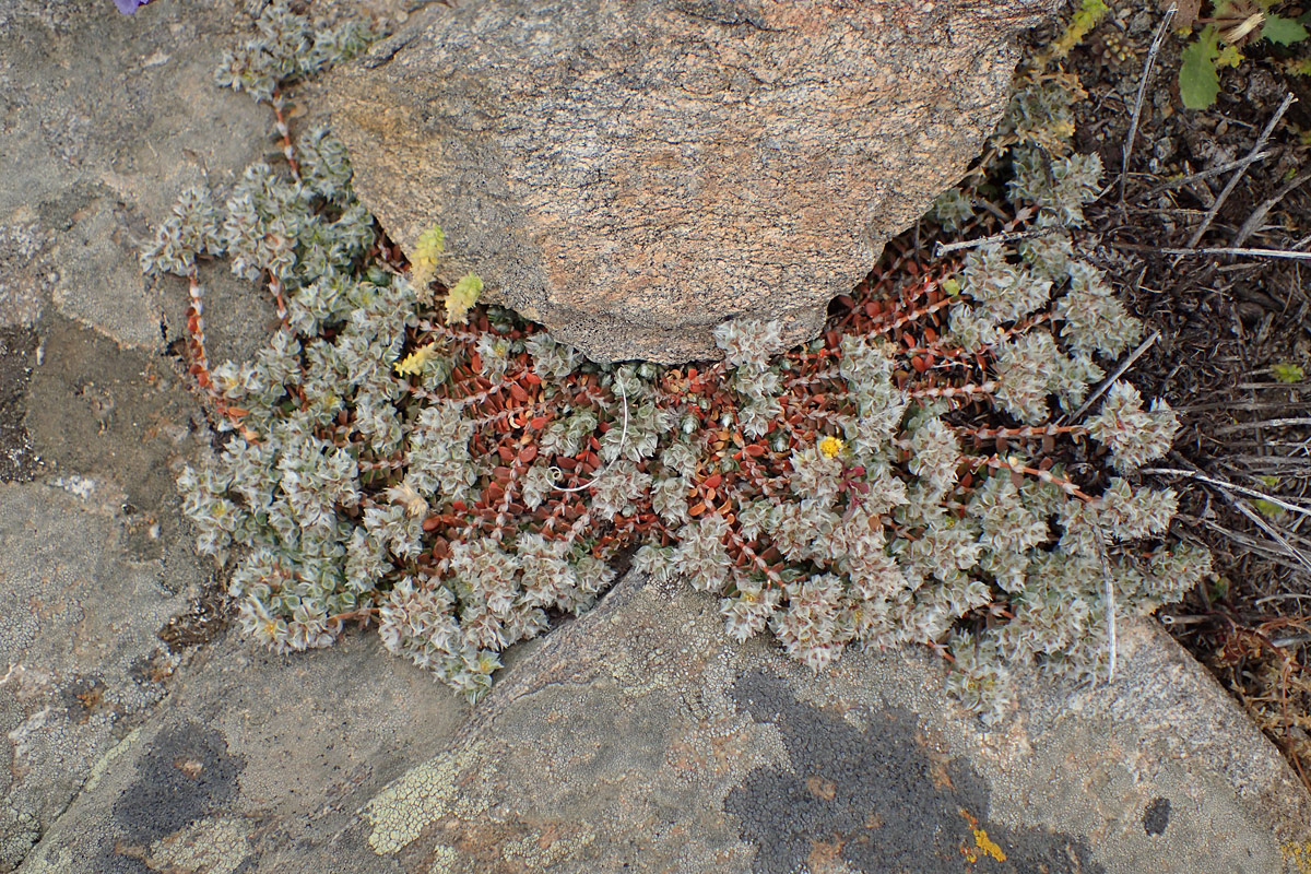 Image of Paronychia macrosepala specimen.