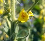 Verbascum phlomoides. Часть стебля с цветком. Пермский край, г. Пермь, Свердловский р-н, разнотравный некошеный газон. 17.07.2018.