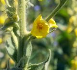 Verbascum phlomoides