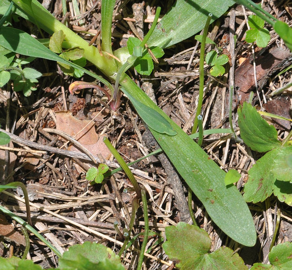 Изображение особи Dactylorhiza romana ssp. georgica.