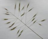 Image of taxon representative. Author is Андрей Любченко