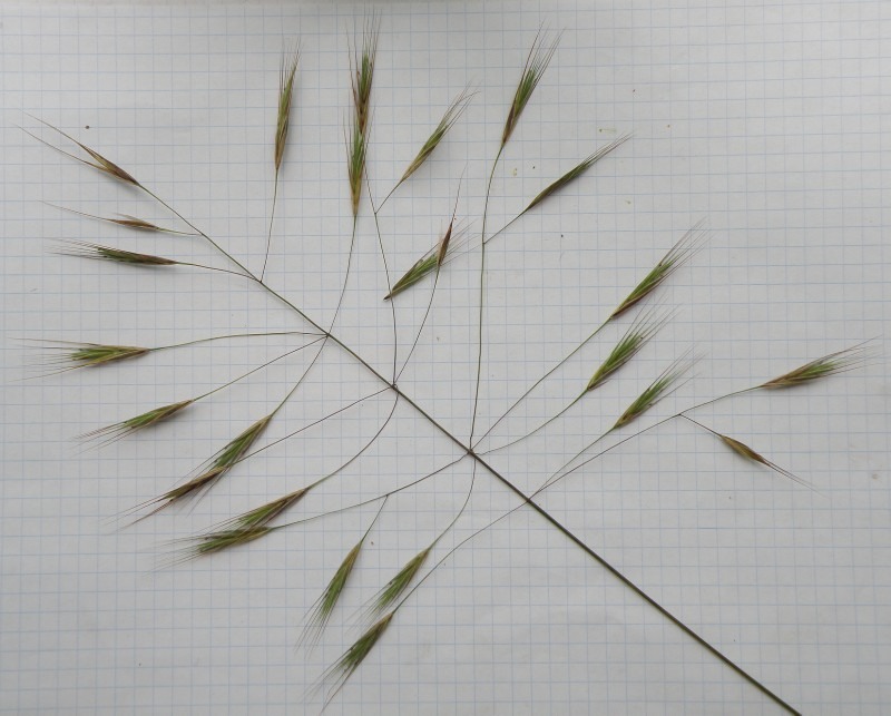 Image of Anisantha sterilis specimen.