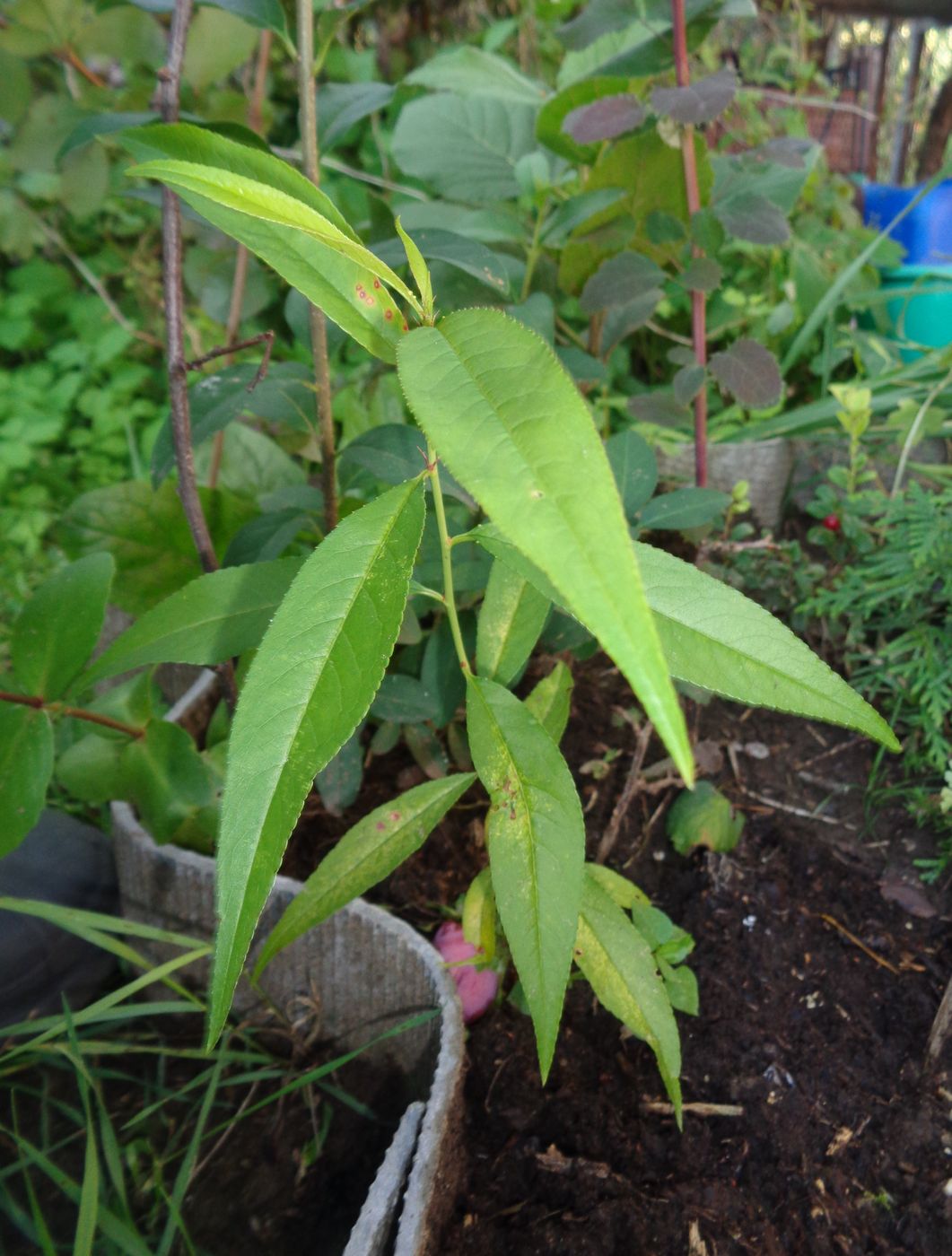 Image of Persica vulgaris var. nectarina specimen.