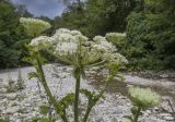 Laserpitium hispidum. Верхушка цветущего растения. Краснодарский край, Туапсинский р-н, окр. хут. Полковничий, щель Полковничья, среди камней. 16.07.2018.