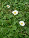 Bellis perennis