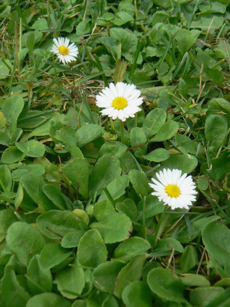 Изображение особи Bellis perennis.