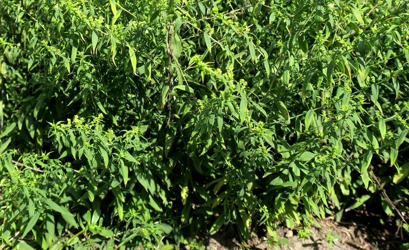 Image of Solidago caesia specimen.