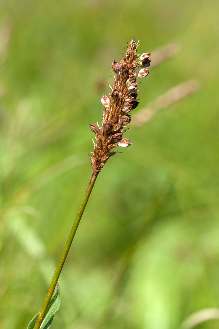 Изображение особи Bistorta officinalis.