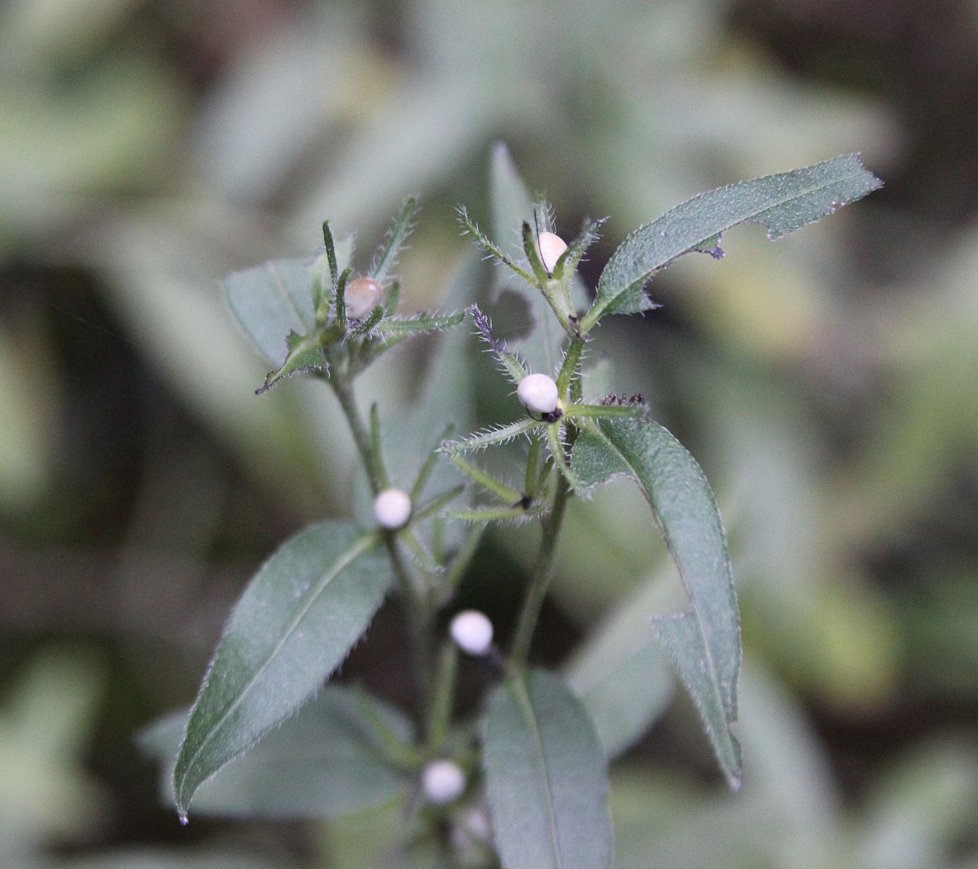 Image of Aegonychon purpureocaeruleum specimen.