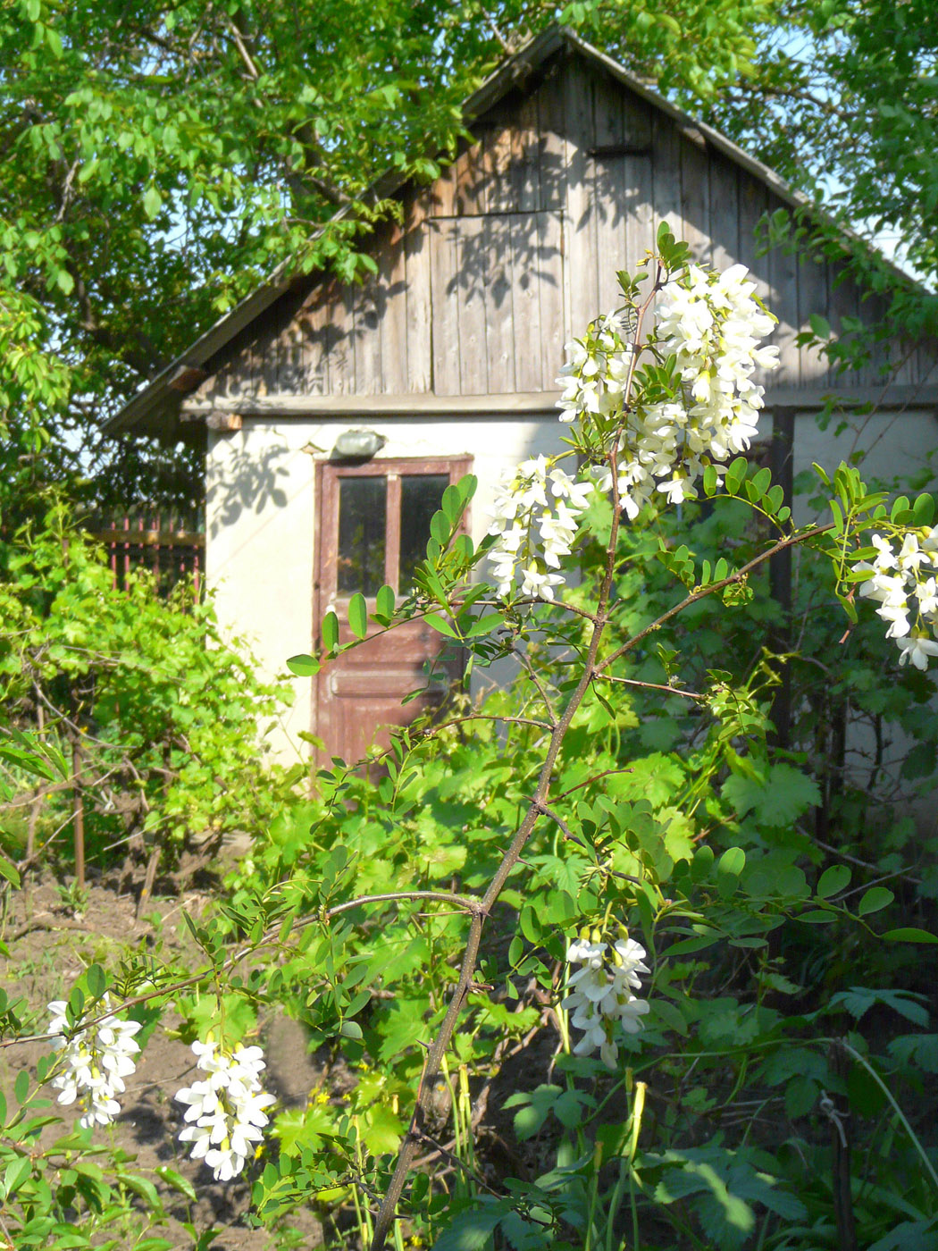 Изображение особи Robinia pseudoacacia.