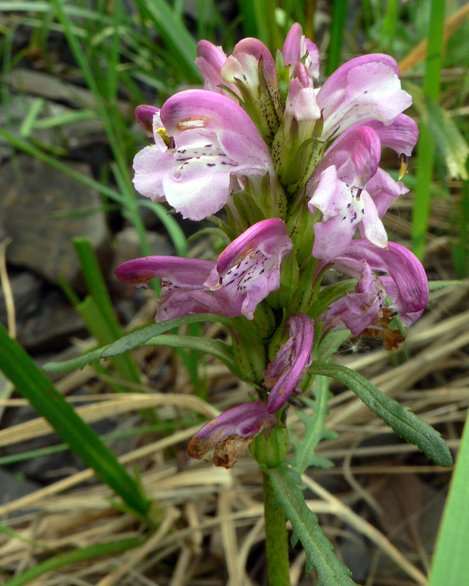 Изображение особи Pedicularis albolabiata.