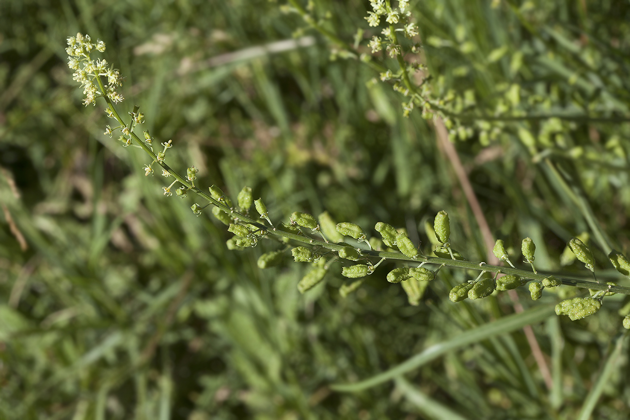 Image of Reseda lutea specimen.