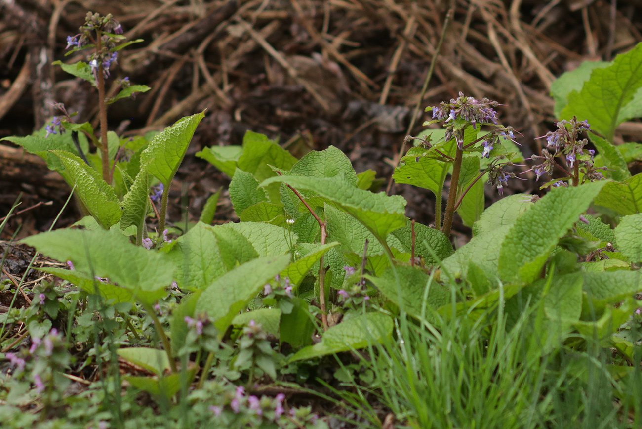 Изображение особи Trachystemon orientalis.