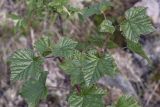 Ribes graveolens