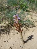 Orobanche coerulescens. Цветущее растение на днище песчаного оврага (позади виднеется растение-хозяин - Artemisia sp.). Республика Тыва, Эрзинский р-н, низовье р. Нарын. 23.07.2018.