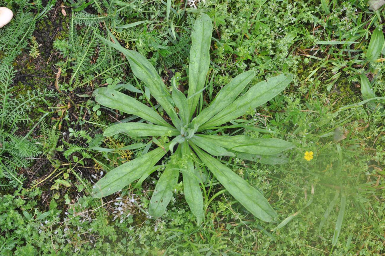 Изображение особи семейство Boraginaceae.