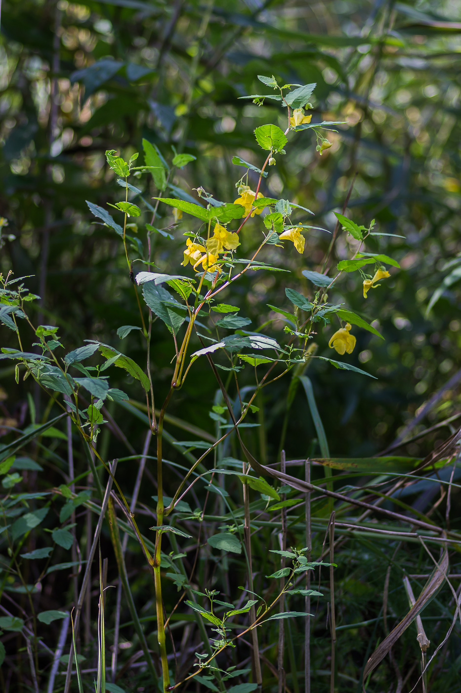 Изображение особи Impatiens noli-tangere.