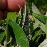 Pilosella officinarum