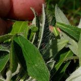 Pilosella officinarum. Листья. На поверхности видны характерные для вида длинные волоски. Чувашия, окрестности г. Шумерля, поляна возле ГНС. 24 июня 2008 г.