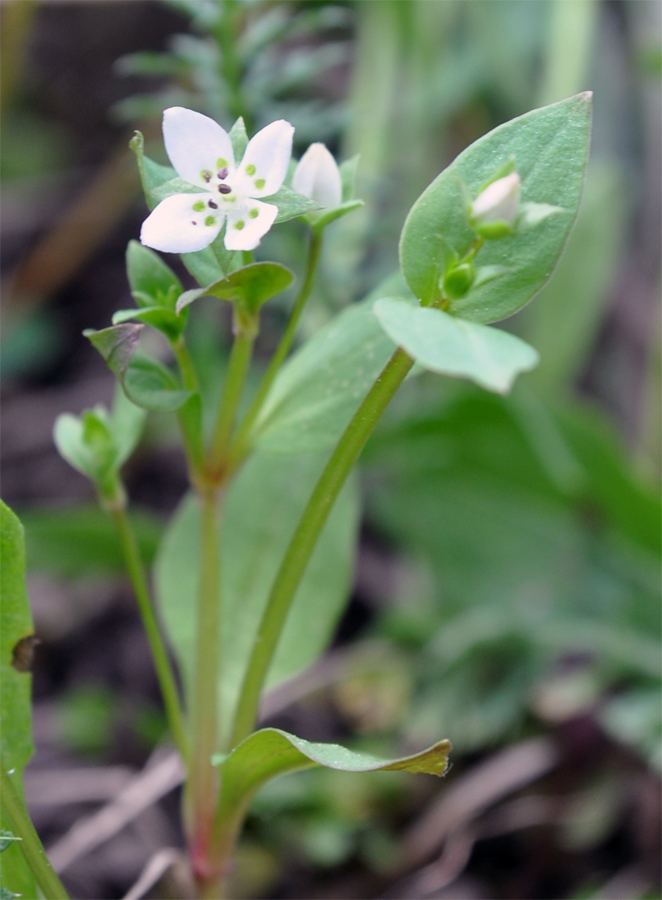 Изображение особи Anagallidium dichotomum.