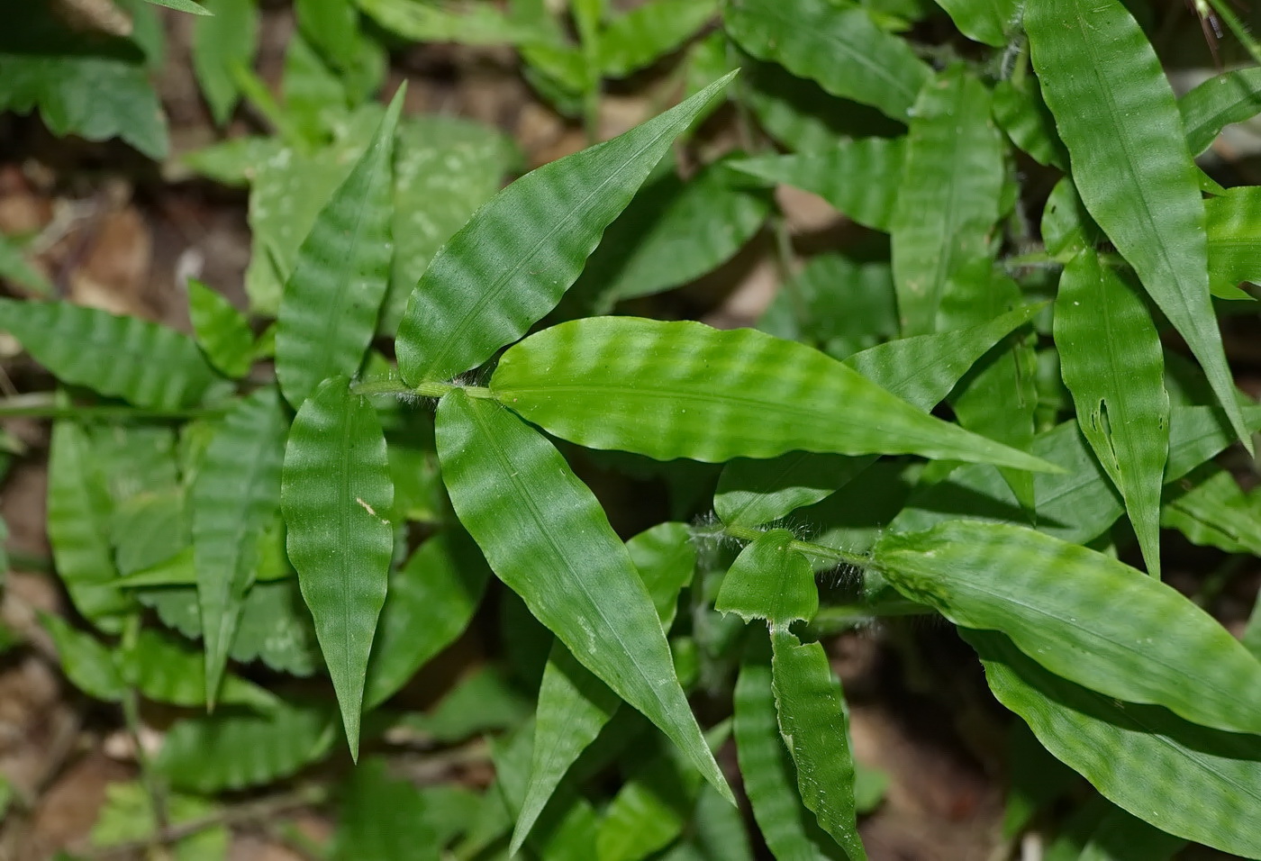 Image of Oplismenus undulatifolius specimen.