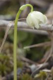 Moneses uniflora