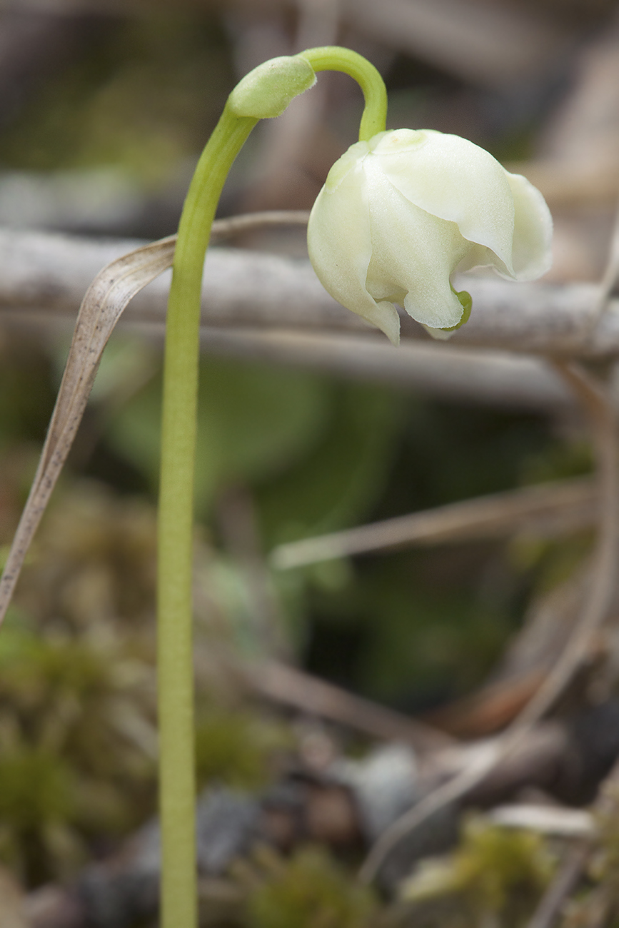 Image of Moneses uniflora specimen.