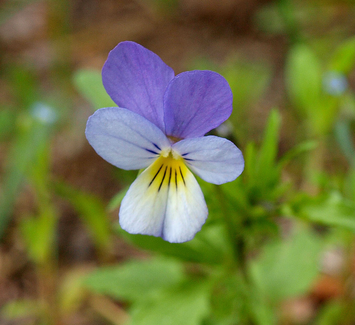 Изображение особи Viola tricolor.