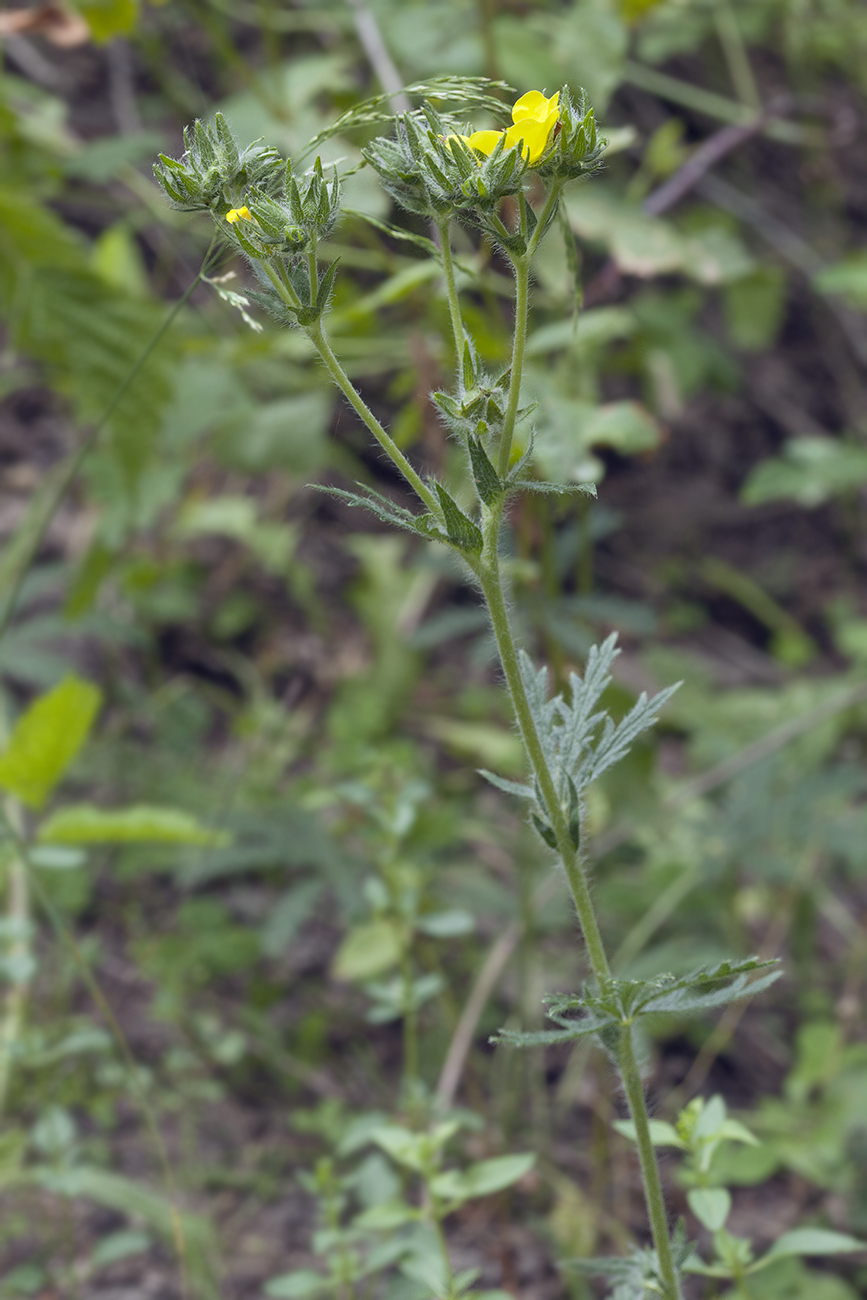 Изображение особи Potentilla tschimganica.