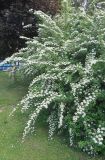 Spiraea wilsonii
