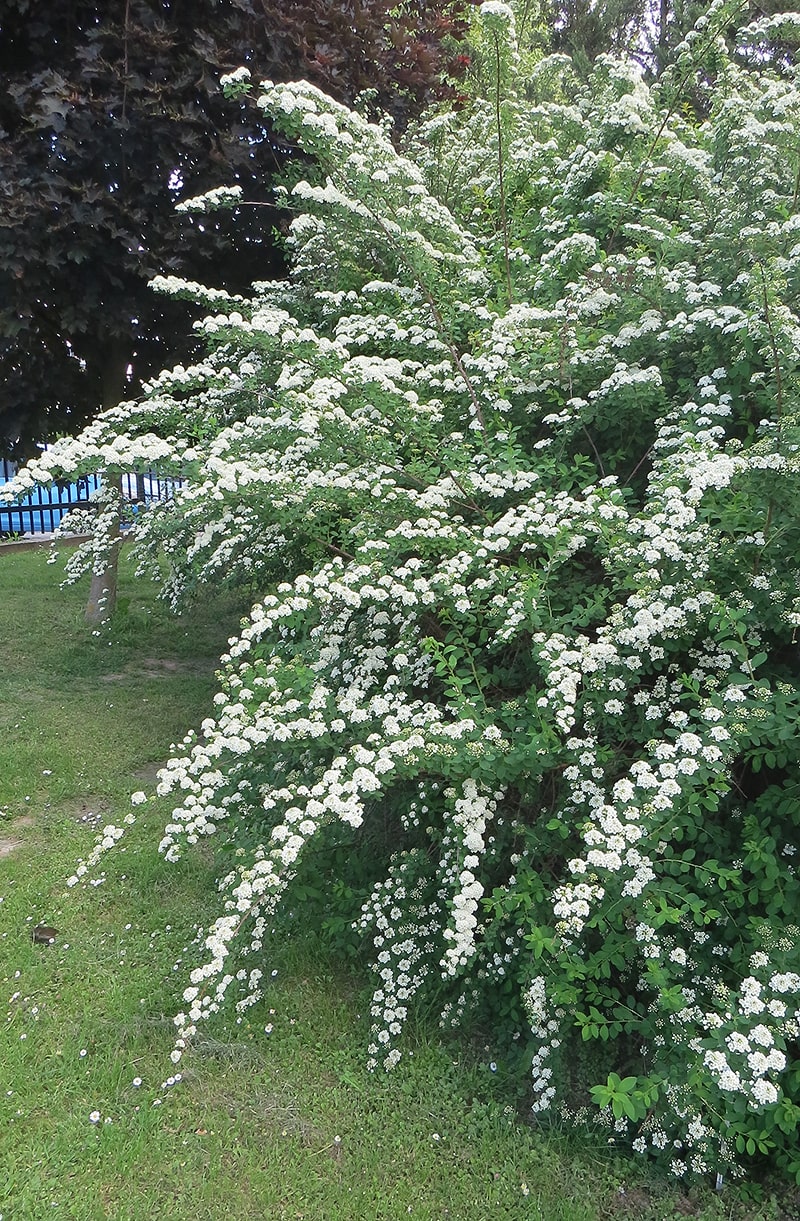 Image of Spiraea wilsonii specimen.