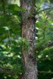 Larix kaempferi