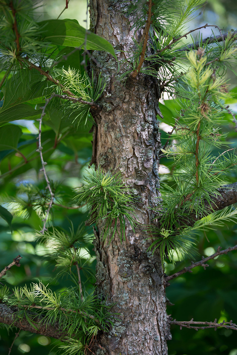 Изображение особи Larix kaempferi.