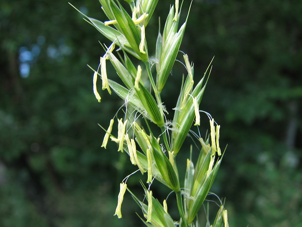 Image of Elytrigia repens specimen.