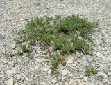 род Thymus