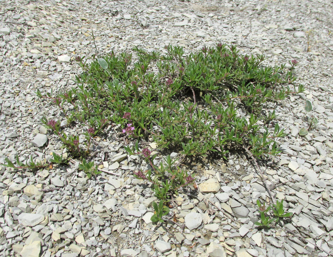 Image of genus Thymus specimen.