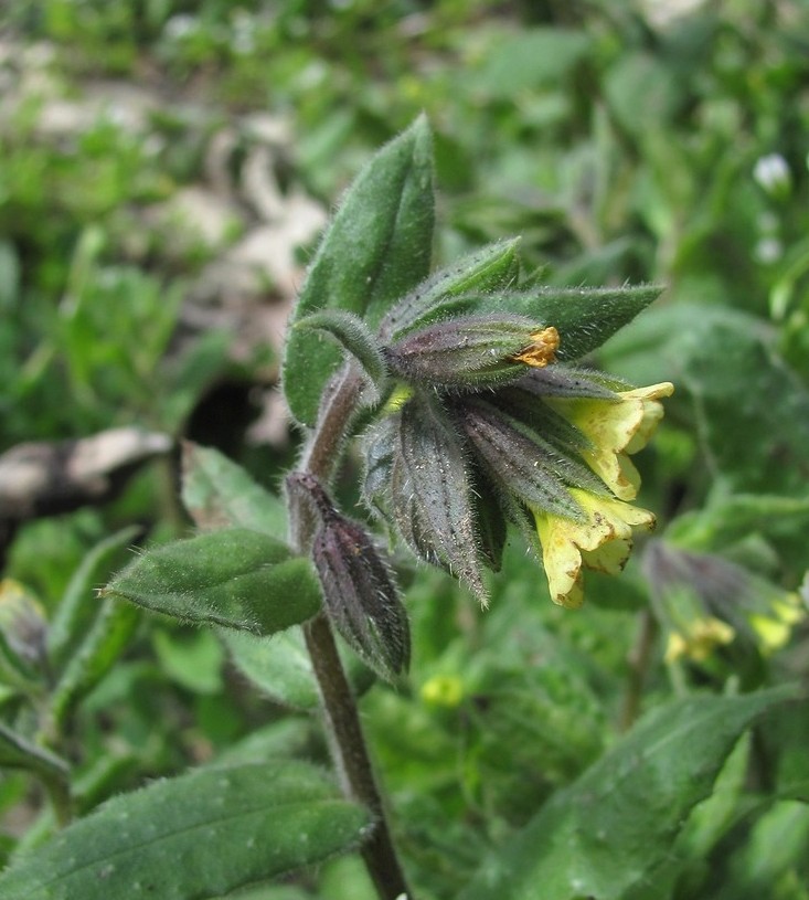 Изображение особи Nonea flavescens.