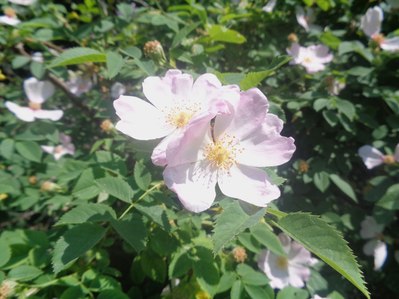 Image of genus Rosa specimen.