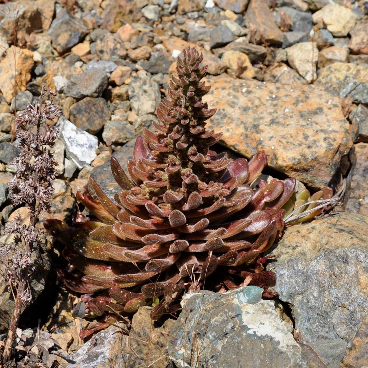 Изображение особи Sedum microstachyum.