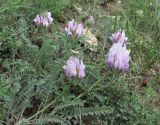 genus Astragalus. Побеги с соцветиями. Дагестан, Докузпаринский р-н, окр. с. Усухчай, ок. 1400 м н.у.м., каменистый склон. 04.06.2019.