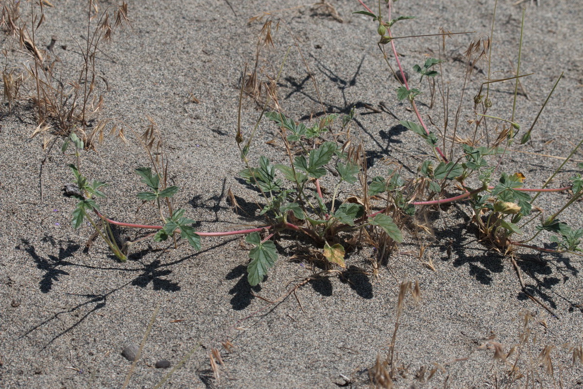 Image of Erodium oxyrhynchum specimen.