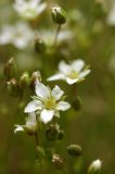 Minuartia verna