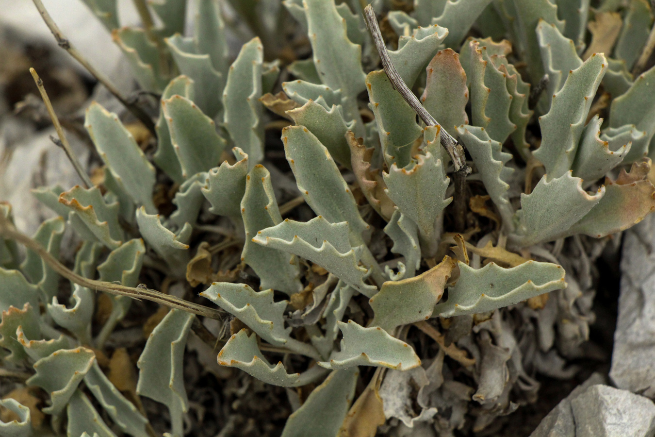 Image of Matthiola fragrans specimen.