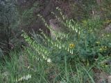 Campanula alliariifolia. Зацветающее растение. Кабардино-Балкария, Эльбрусский р-н, окр. г. Тырныауз, ок. 1400 м н.у.м., каменистый склон. 05.07.2019.